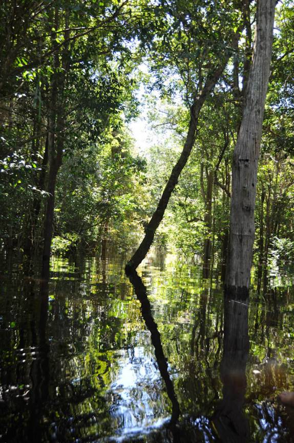 Um dos milharess de igapós em Anavilhanas, região de Novo Airão - AM